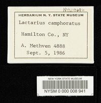 Lactarius camphoratus image