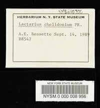 Lactarius chelidonium image