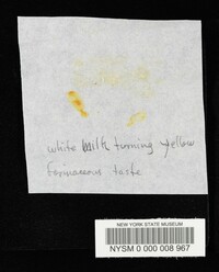 Lactarius chrysorrheus image