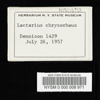 Lactarius chrysorrheus image