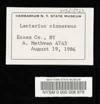 Lactarius cinereus image