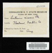 Lactarius cinereus image