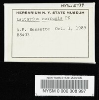 Lactarius corrugis image