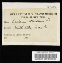 Lactarius deceptivus image