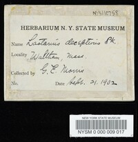 Lactarius deceptivus image
