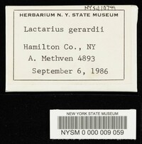 Lactarius gerardii image