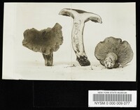 Lactarius glyciosmus image