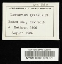 Lactarius griseus image