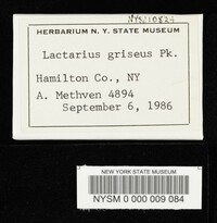 Lactarius griseus image