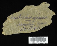Lactarius griseus image