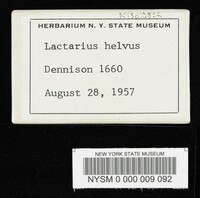 Lactarius helvus image
