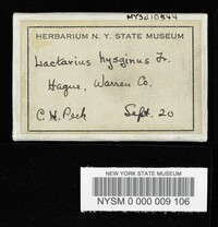 Lactarius hysginus image
