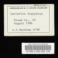 Lactarius lignyotus image