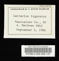 Lactarius lignyotus image