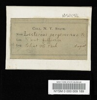 Lactarius pergamenus image