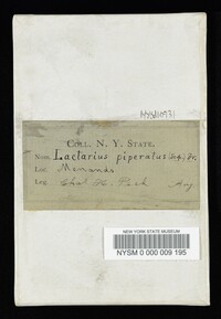 Lactarius piperatus image