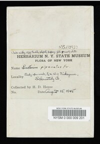 Lactarius piperatus image