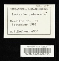 Lactarius pubescens image