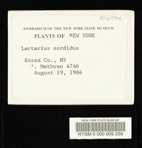 Lactarius sordidus image