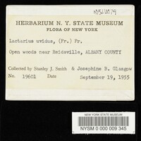 Lactarius uvidus image