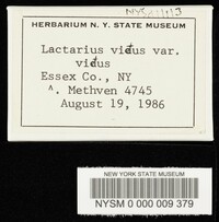 Lactarius vietus image