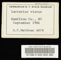 Lactarius vietus image