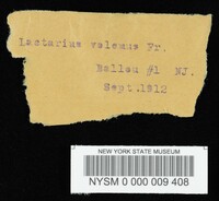 Lactarius volemus image