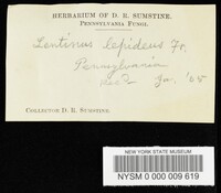 Neolentinus lepideus image