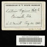 Lentinus tigrinus image