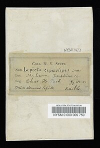 Leucocoprinus cepistipes image