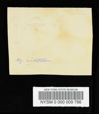 Lepiota cristatella image