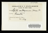 Echinoderma asperum image