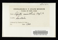 Cystoderma amianthinum image