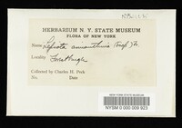 Cystoderma amianthinum image