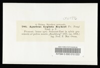 Lepiota zeyheri image