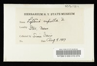 Entoloma asprellum image