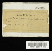 Marasmius anomalus image