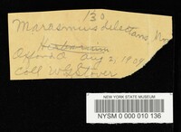 Marasmius delectans image