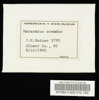 Marasmius oreades image