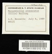 Marasmius praeacutus image