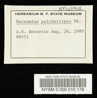 Marasmius pulcherripes image