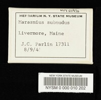 Marasmius subnudus image