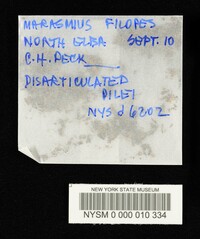 Marasmius filopes image
