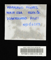 Marasmius filopes image