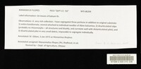 Marasmius filopes image