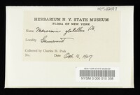 Marasmius glabellus image