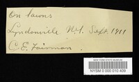 Marasmius oreades image