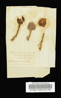 Marasmius plancus image