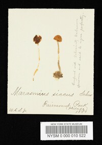 Marasmius siccus image