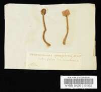 Marasmius spongiosus image